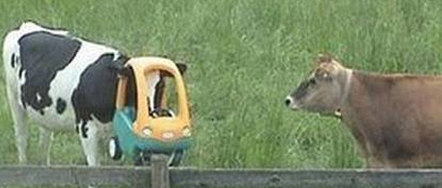 動物也瘋狂！ 糗事連連各種被“卡”