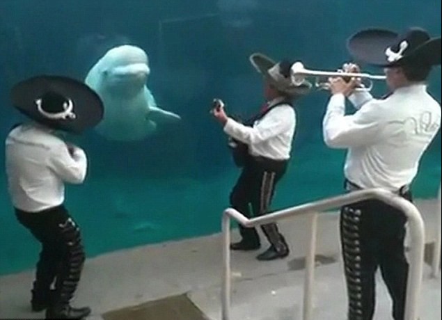 白鯨婚禮現(xiàn)場“跳舞”搶走新人風(fēng)頭 或因誤會所致