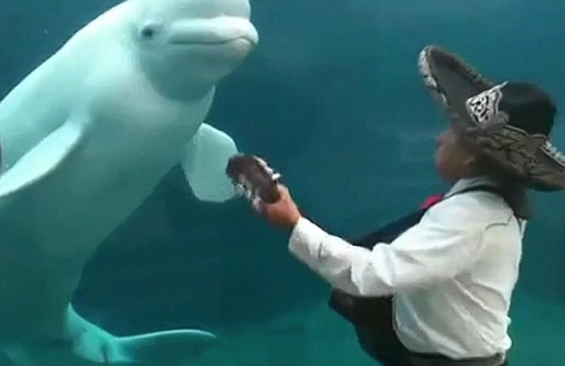 白鯨婚禮現(xiàn)場“跳舞”搶走新人風頭 或因誤會所致