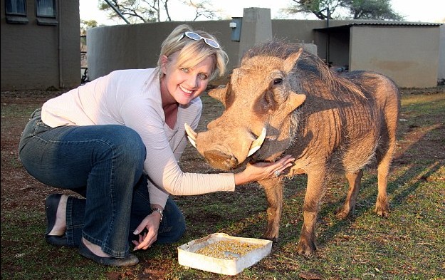 南非現實版疣豬“彭彭”的幸福生活:喜歡受寵不愛自然