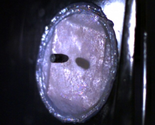 刀槍不入將成真?荷蘭科學(xué)家研制出“防彈皮膚”