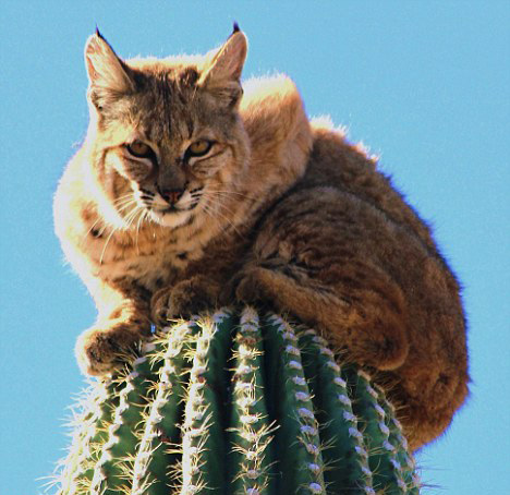 為躲避獅子追趕 北美野貓爬上15米高罕見仙人掌