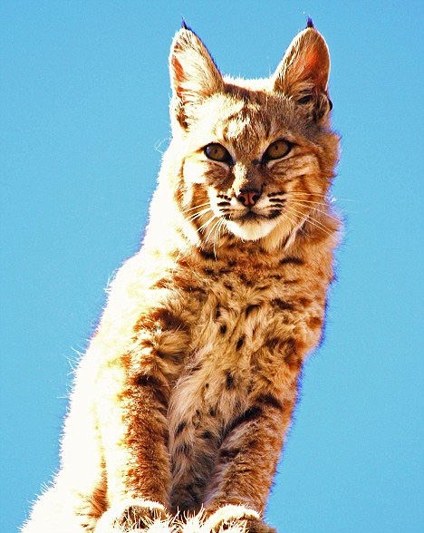 為躲避獅子追趕 北美野貓爬上15米高罕見仙人掌