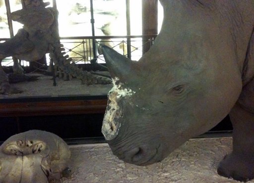 犀角價格飆升博物館早防范 英大盜僅竊得一對復(fù)制品