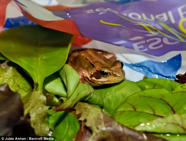 沙拉內蹦出活青蛙 英女子帶到辦公室竟成寵物