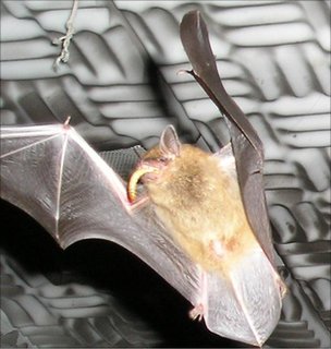 蝙蝠捕食技巧哪里來？小輩跟老輩 “偷師學藝”