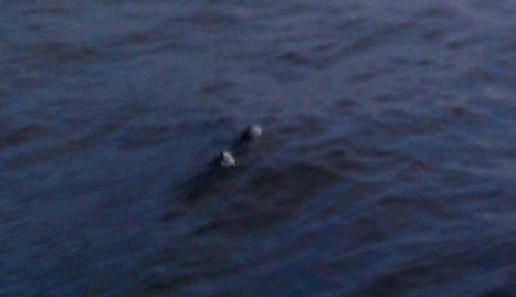 尼斯湖再現(xiàn)水怪？狀如“潛在水下的鳥”