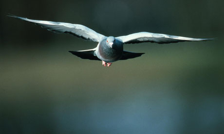 那些“不靠譜發(fā)明”：鴿子導彈、水泥家具、逃生棺材