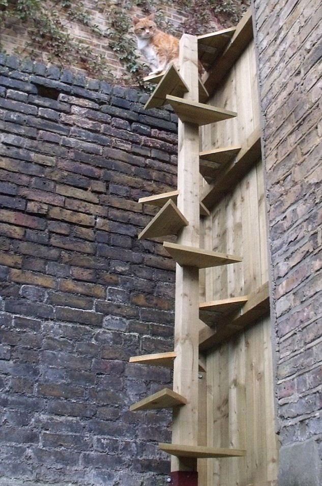 愛貓罹患關(guān)節(jié)炎 英國貓主打造特制樓梯便利出行