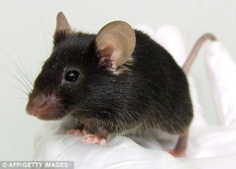 以色列科學家研制出“人造小腦” 在老鼠身上試驗成功