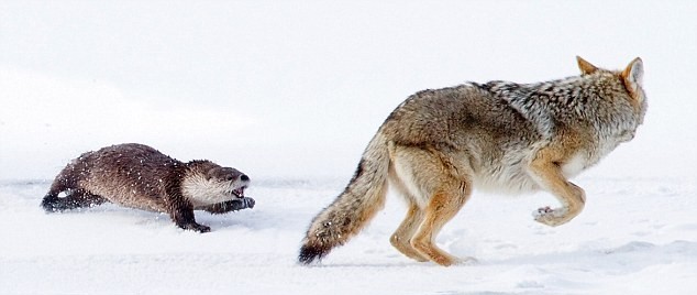小小水獺只身嚇跑野狼 勝利過后直視攝影師鏡頭