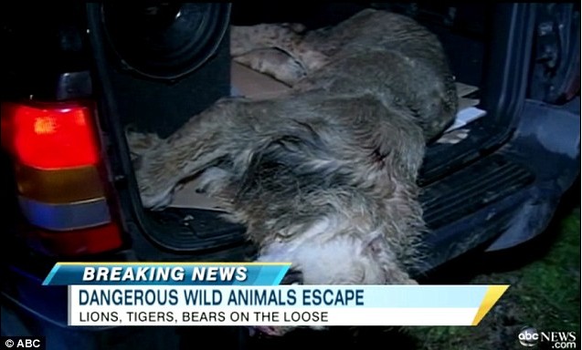 美動物園主人自殺前放走數十頭猛獸 警方連夜追殺