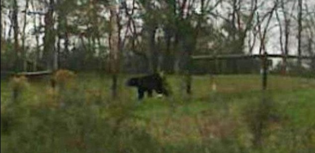 美動物園主人自殺前放走數十頭猛獸 警方連夜追殺