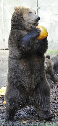 投籃、砸爛、發呆 萬圣節南瓜難倒德國棕熊（組圖）