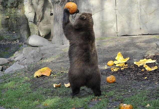 投籃、砸爛、發呆 萬圣節南瓜難倒德國棕熊（組圖）