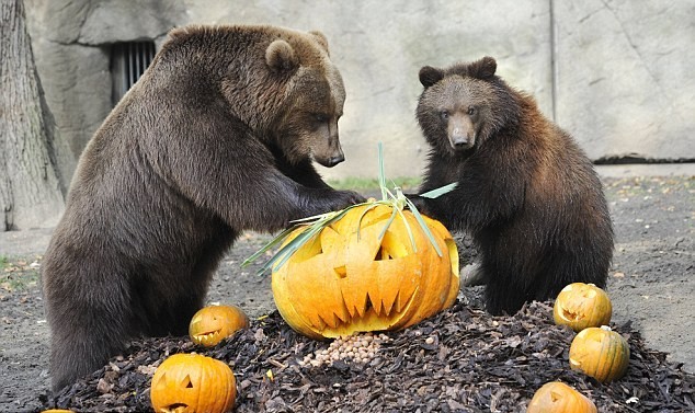 投籃、砸爛、發呆 萬圣節南瓜難倒德國棕熊（組圖）