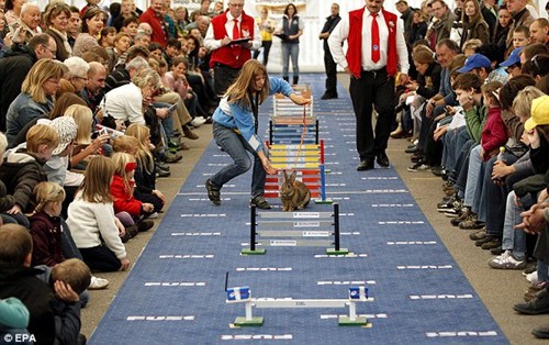 瑞士舉辦兔子跳欄比賽 50余只兔子爭相激戰