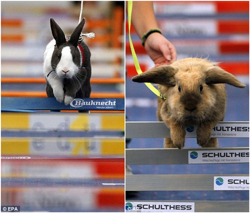 瑞士舉辦兔子跳欄比賽 50余只兔子爭相激戰