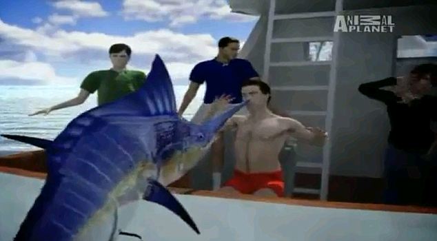 美國小伙釣魚遇險(xiǎn):200多公斤黑槍魚躍出海面刺穿其口腔