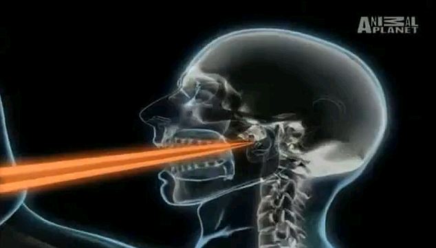 美國小伙釣魚遇險(xiǎn):200多公斤黑槍魚躍出海面刺穿其口腔