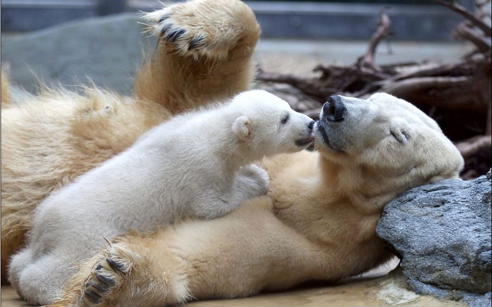 克努特妹妹德國動物園上演“處女秀” 深得寵愛萌煞人