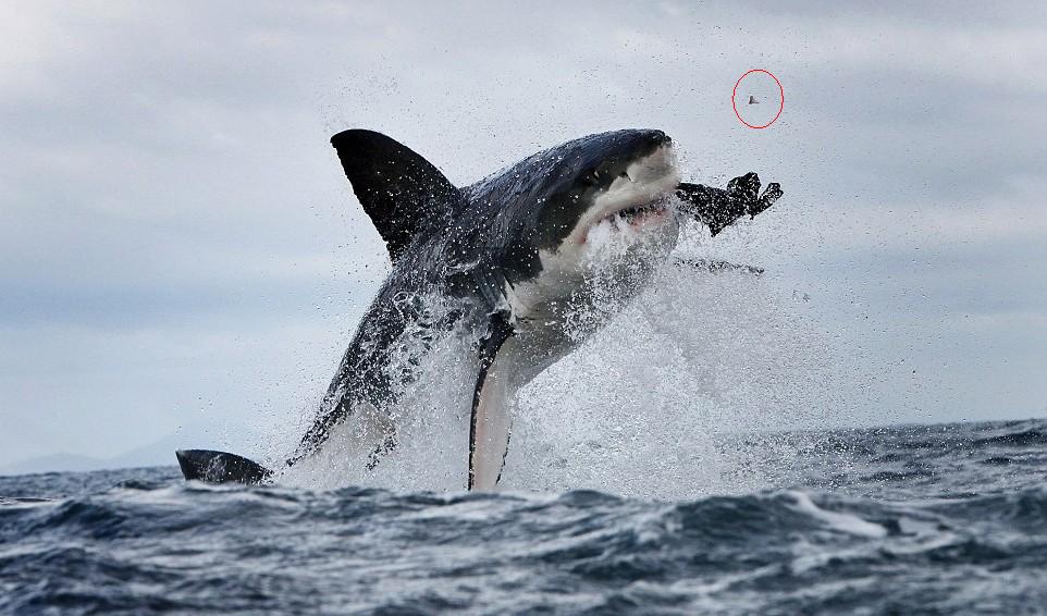 大白鯊為美食大餐“不惜代價” 追咬海豹利牙崩斷飛出數米