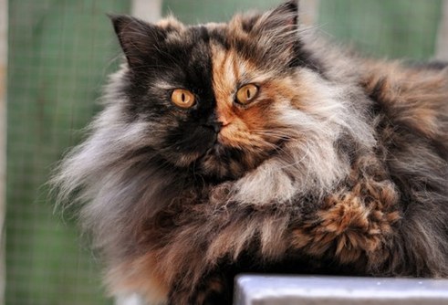 塞爾維亞罕見“雙面”貓咪 生性靦腆怕拍照