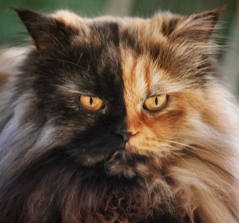 塞爾維亞罕見(jiàn)“雙面”貓咪 生性靦腆怕拍照