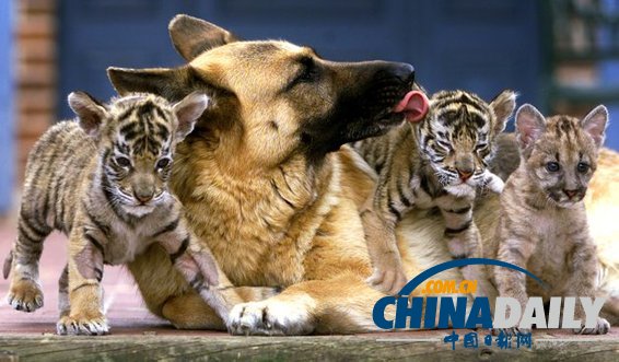 治愈系組圖：可愛(ài)動(dòng)物們的跨物種感情