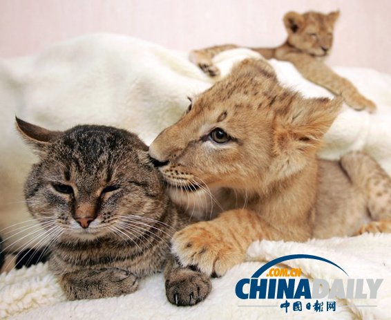 治愈系組圖：可愛動物們的跨物種感情