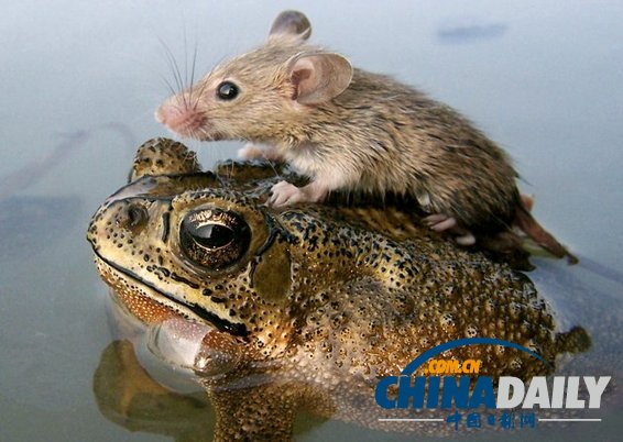 治愈系組圖：可愛動物們的跨物種感情