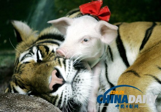 治愈系組圖：可愛動(dòng)物們的跨物種感情