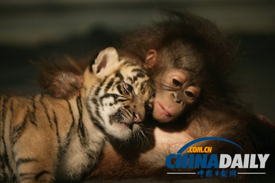 治愈系組圖：可愛動物們的跨物種感情