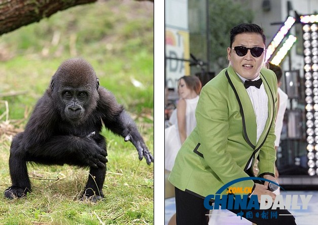 大猩猩熱舞江南style 風頭蓋過潘基文不遜“鳥叔”