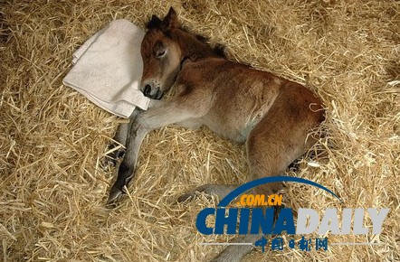 圖：小馬駒把泰迪熊當“媽媽” 形影不離依偎撒嬌