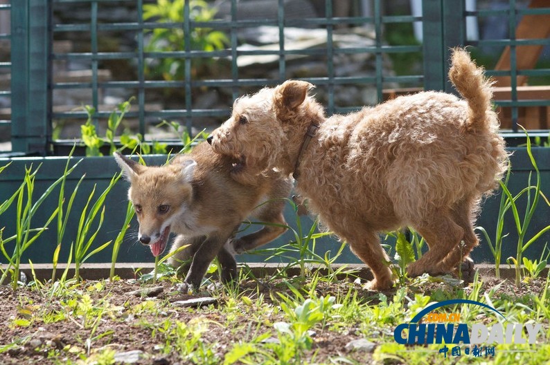 現實版“狐朋狗友”：兩只萌物打鬧嬉戲惹人愛