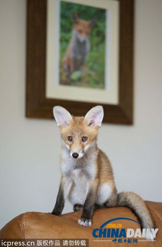 現實版“狐朋狗友”：兩只萌物打鬧嬉戲惹人愛