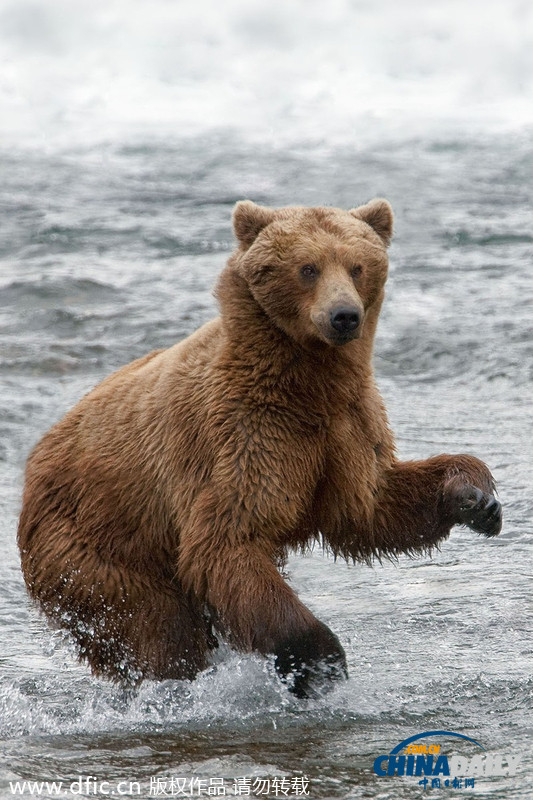 美饑餓棕熊端坐急流中 靜候獵物三文魚(yú)跳入嘴中