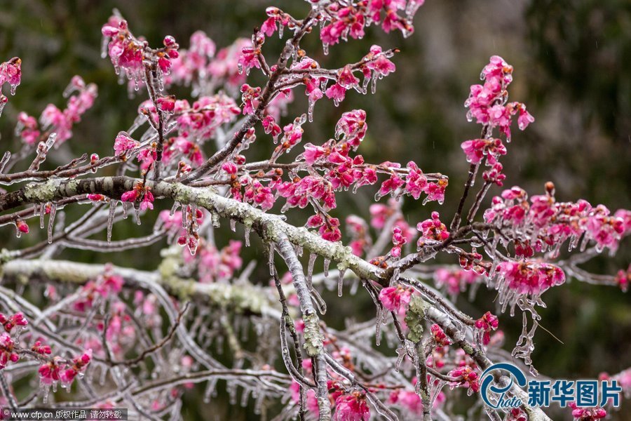 美國南部遭遇災難性暴風雪：大雪厚冰前所未有