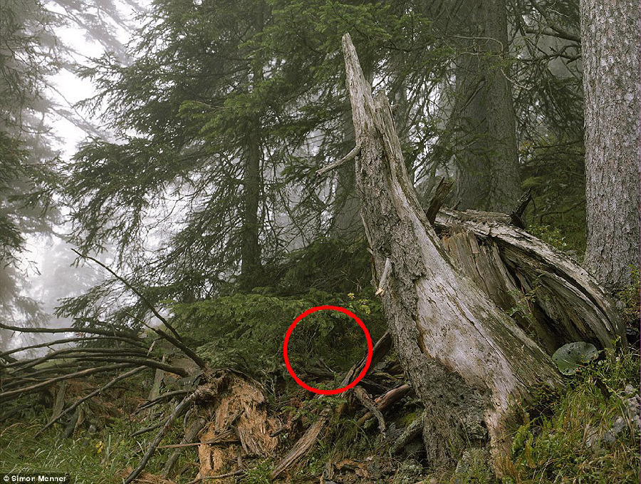 德國軍隊(duì)狙擊手藏身術(shù):與自然融為一體