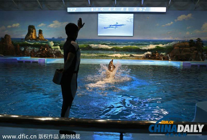 朝鮮民眾觀看海豚表演