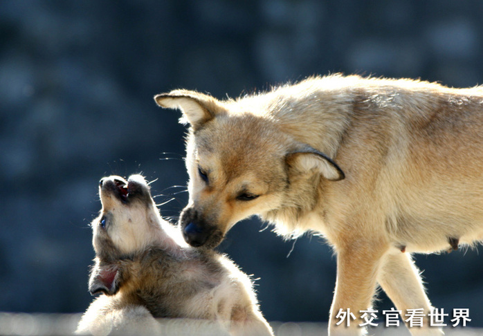 母子情（優(yōu)秀獎(jiǎng)）