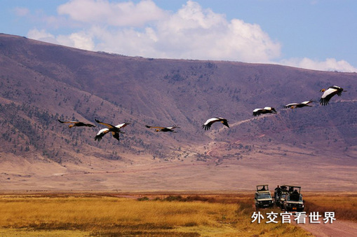 翱翔的皇冠鶴（三等獎）