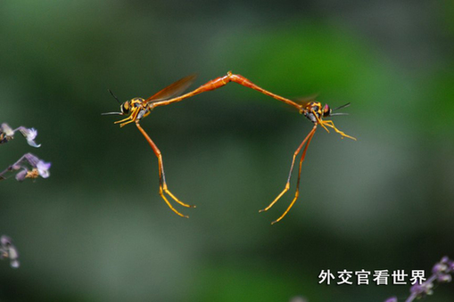 天仙配——交配中的姬蜂（二等獎）