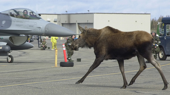軍事幽默圖片（一）