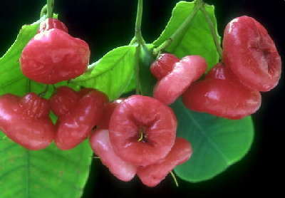 精致討喜的臺灣水果禮盒 搶攻大陸春節市場