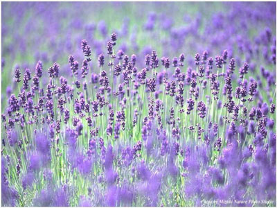 普羅旺斯的熏衣草