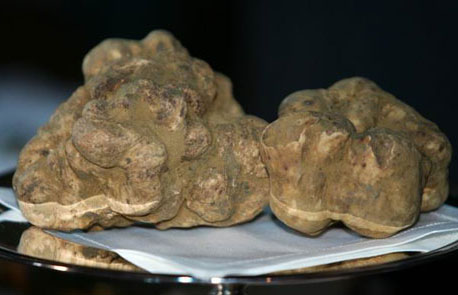 罕見(jiàn)白松露菌價(jià)值95萬(wàn)港幣