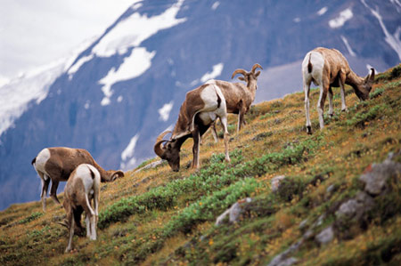 班夫國家公園 鏡頭中的桃源