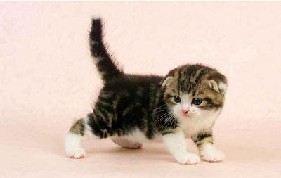 驚艷你眼球的小折耳貓